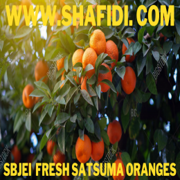 FRESH SATSUMA ORANGES